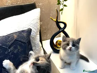 British Shorthair cats Registered British Shorthair kittens - Advert 9