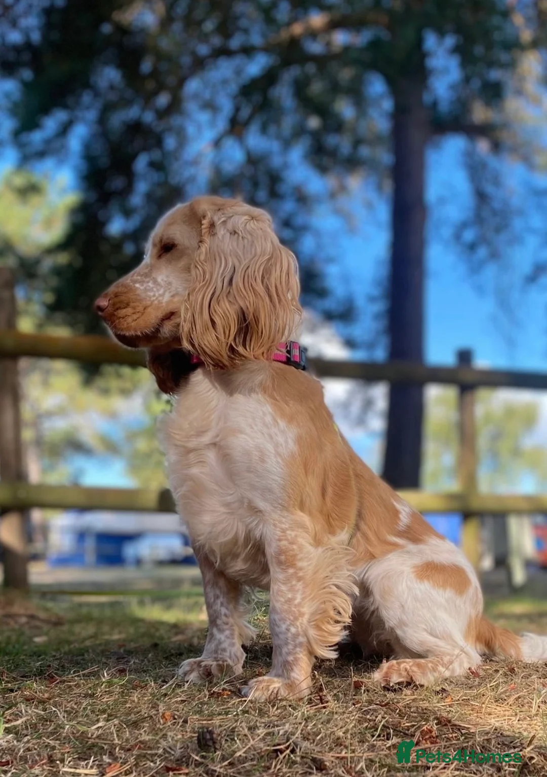 Cocker Spaniel dogs for sale: Litter of 5 - Advert 18