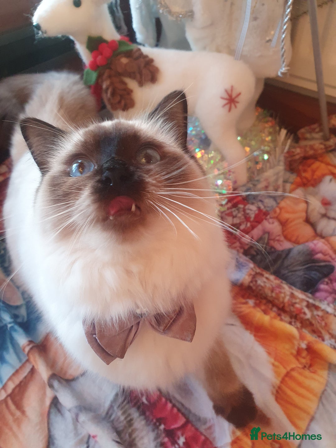 Ragdoll cats for sale: Mink & traditional Ragdolls - Advert 32