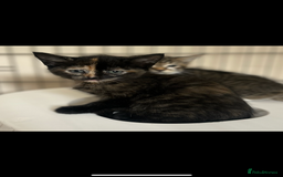 Mixed Breed cats for sale: Beautiful kittens  - Image 11