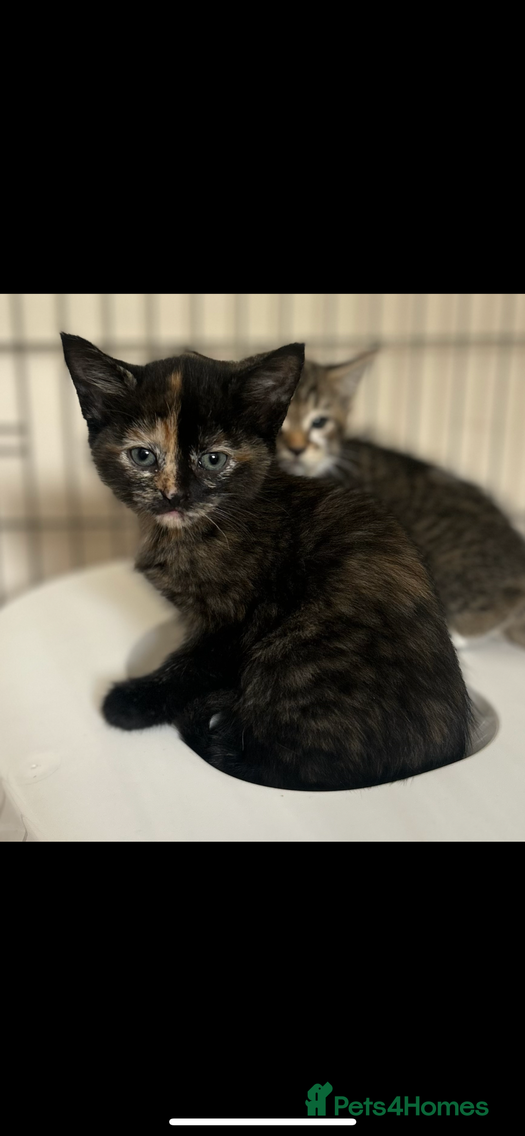 Mixed Breed cats for sale: Beautiful kittens  - Image 11