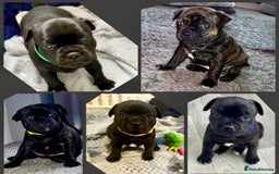 Staffordshire Bull Terrier dogs for sale: Floyd & Sky - Advert 7