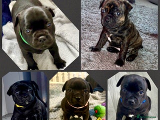 Staffordshire Bull Terrier dogs Floyd & Sky - Advert 13