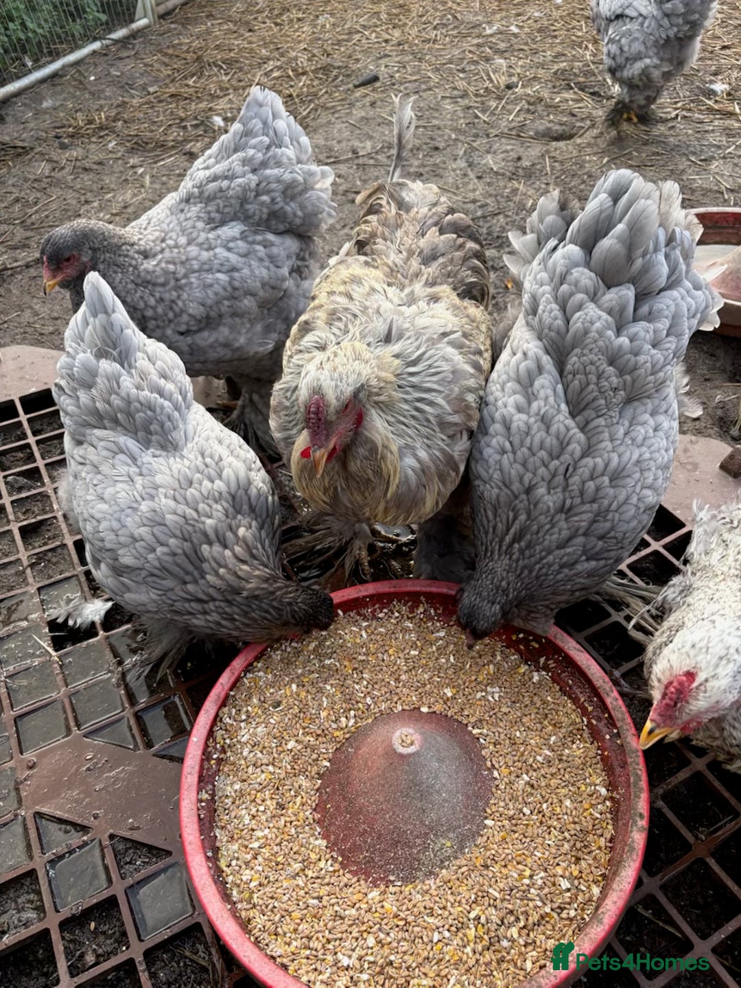 Chickens poultry for sale: Brahma  - Advert 2