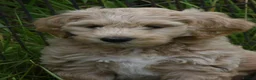 Labradoodle dogs for stud: Outstanding Australian Labradoodle Stud - Advert 15