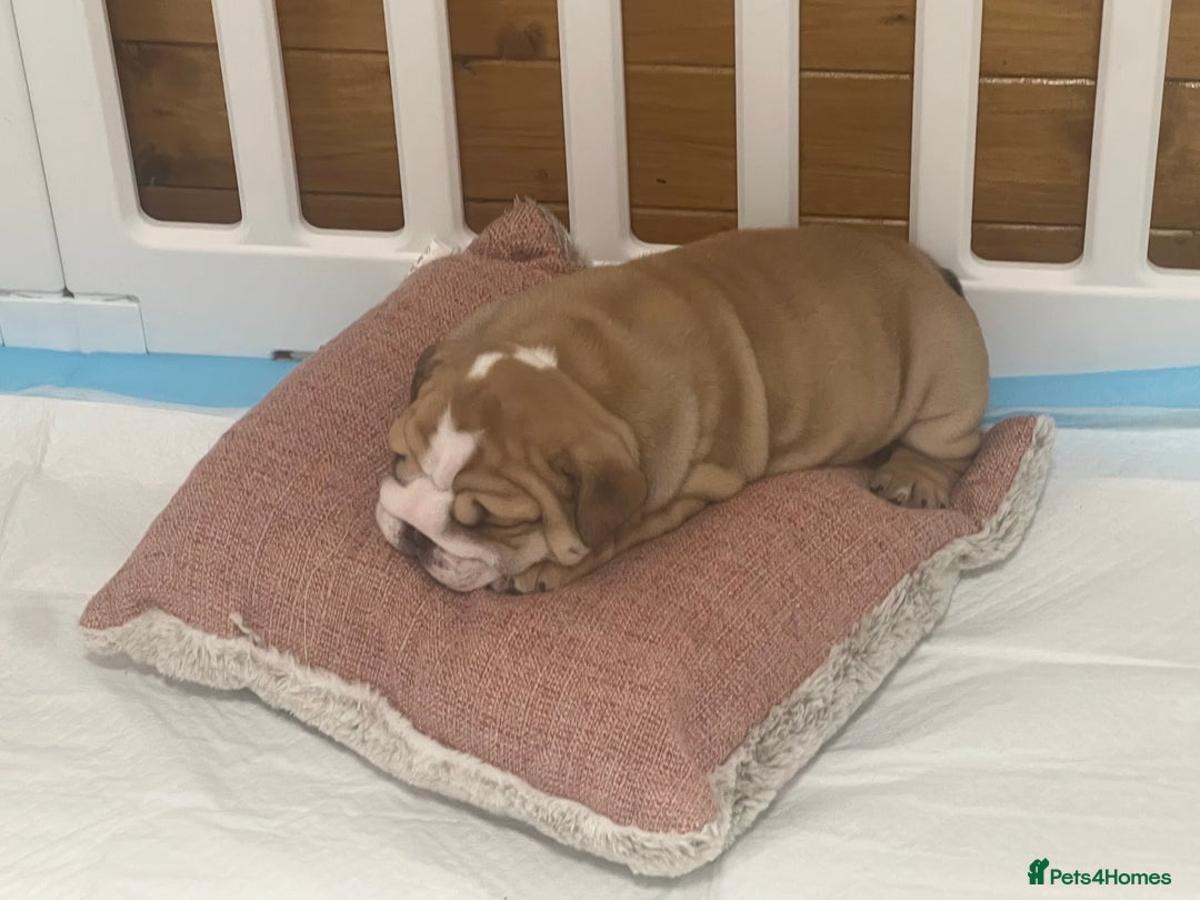 English Bulldog dogs for sale: Stunning litter of  English bulldog puppies - Image 3