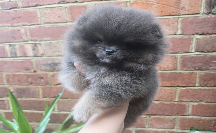 Pomeranian dogs - Advert 9