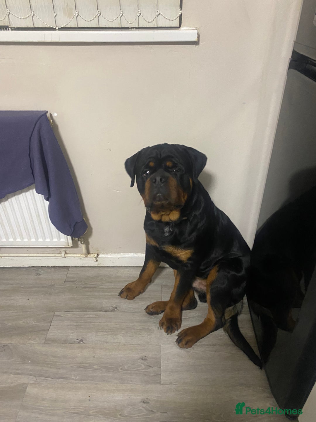 Rottweiler dogs for sale: Rottweiler  - Advert 1