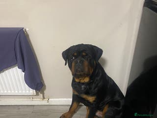 Rottweiler dogs Rottweiler - Advert 1