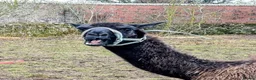 Llama livestock for sale: Sizzles❤️ - Advert 4