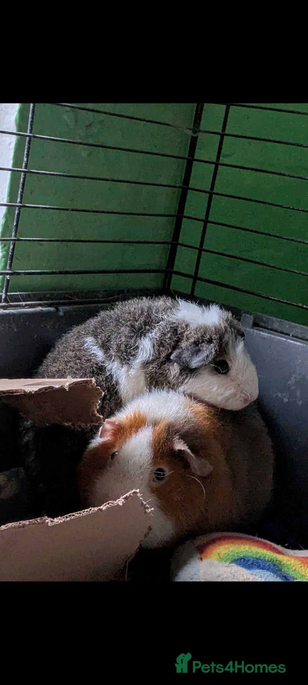 Guinea Pig rodents for sale: Two male baby teddy guinea pigs  - Advert 5