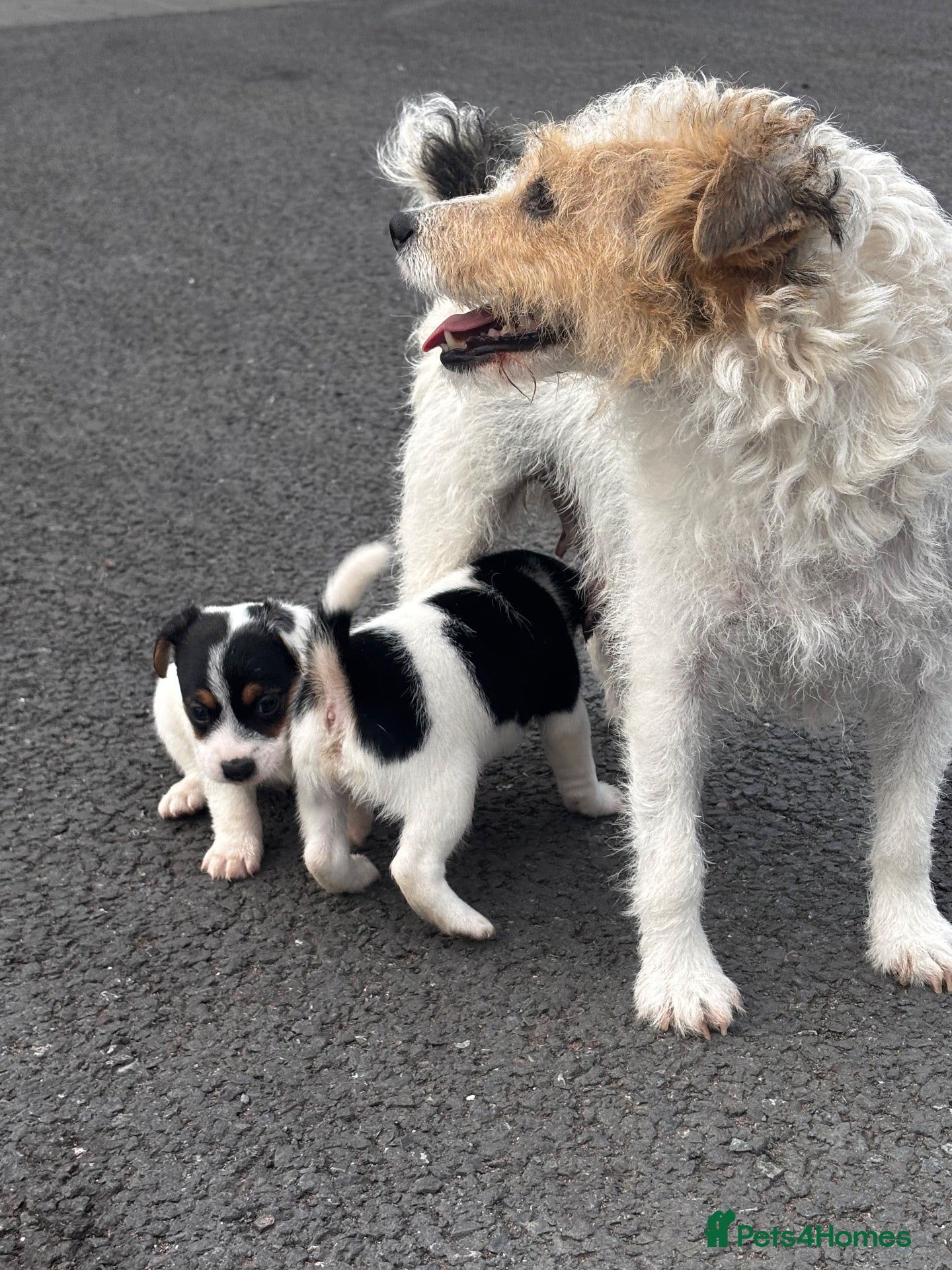 Jack Russell dogs rough coated jack russell’s  - Advert 1