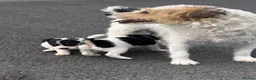 Jack Russell dogs for sale: rough coated jack russell’s  - Advert 1