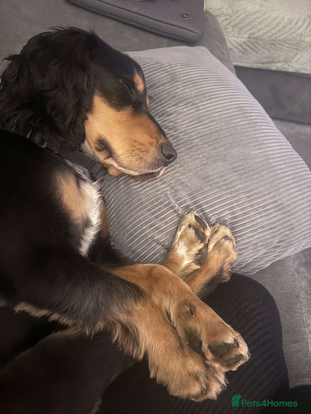 Cocker Spaniel dogs for sale: 2 year old working cocker spaniel - Advert 5