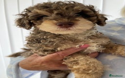 Cockapoo dogs for sale: Unique & stunning full DNA tested Cockapoo puppies - Image 17