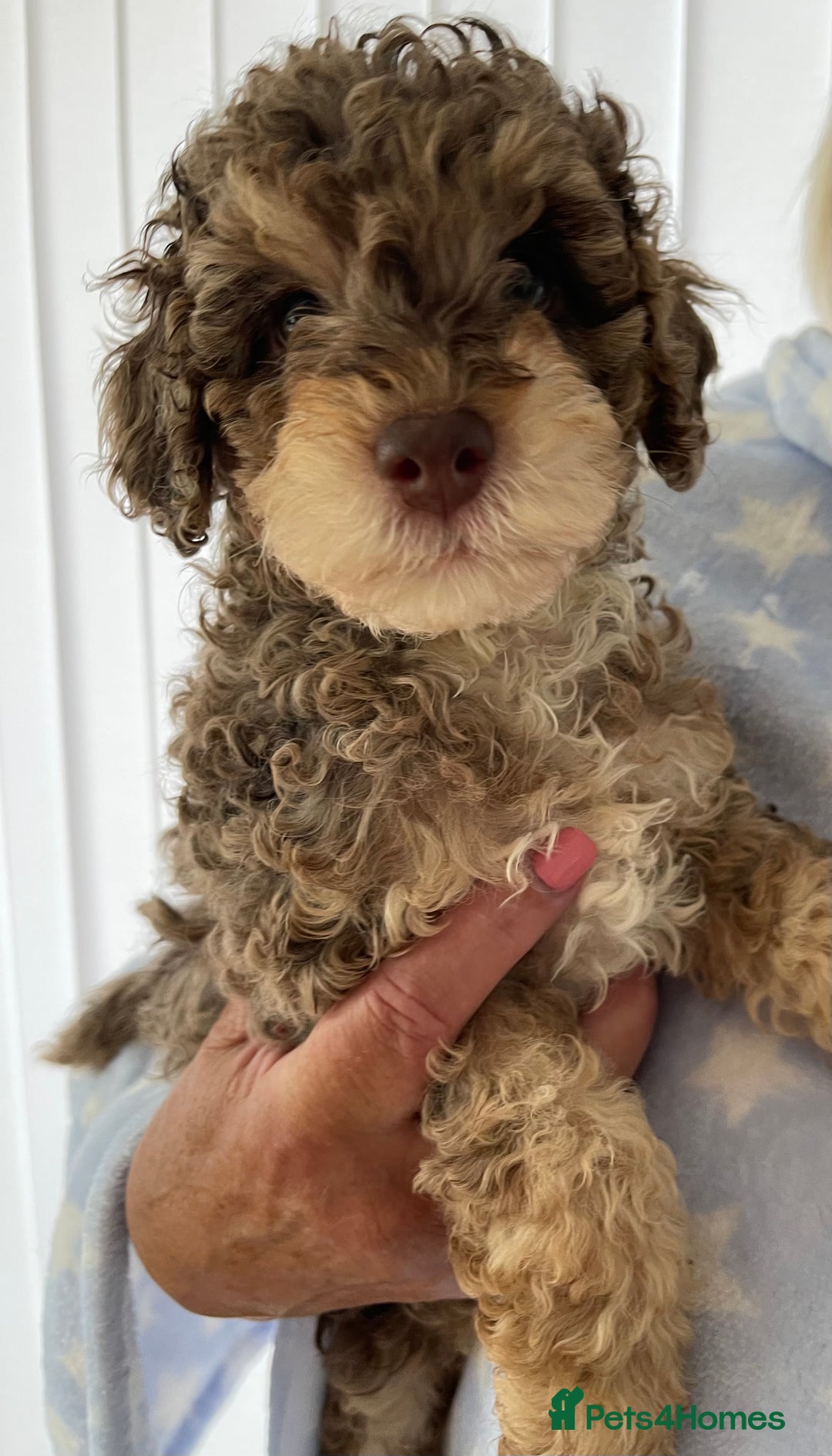 Cockapoo dogs for sale: Unique & stunning full DNA tested Cockapoo puppies - Image 17