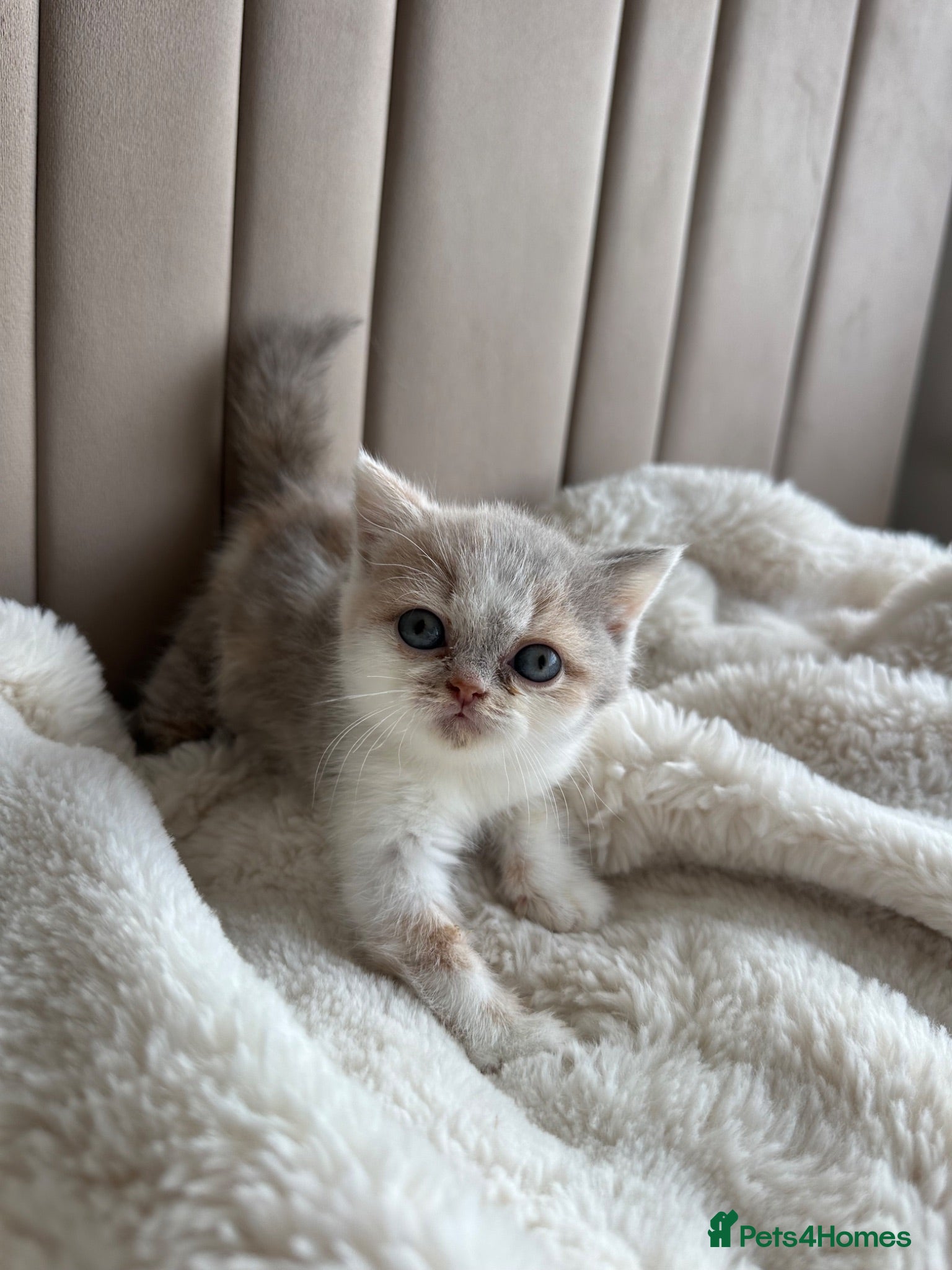 British Shorthair cats 🐻 Registered British Shorthair Kittens 🐻 - Advert 14