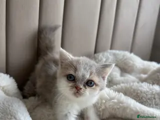 British Shorthair cats 🐻 Registered British Shorthair Kittens 🐻 - Advert 14