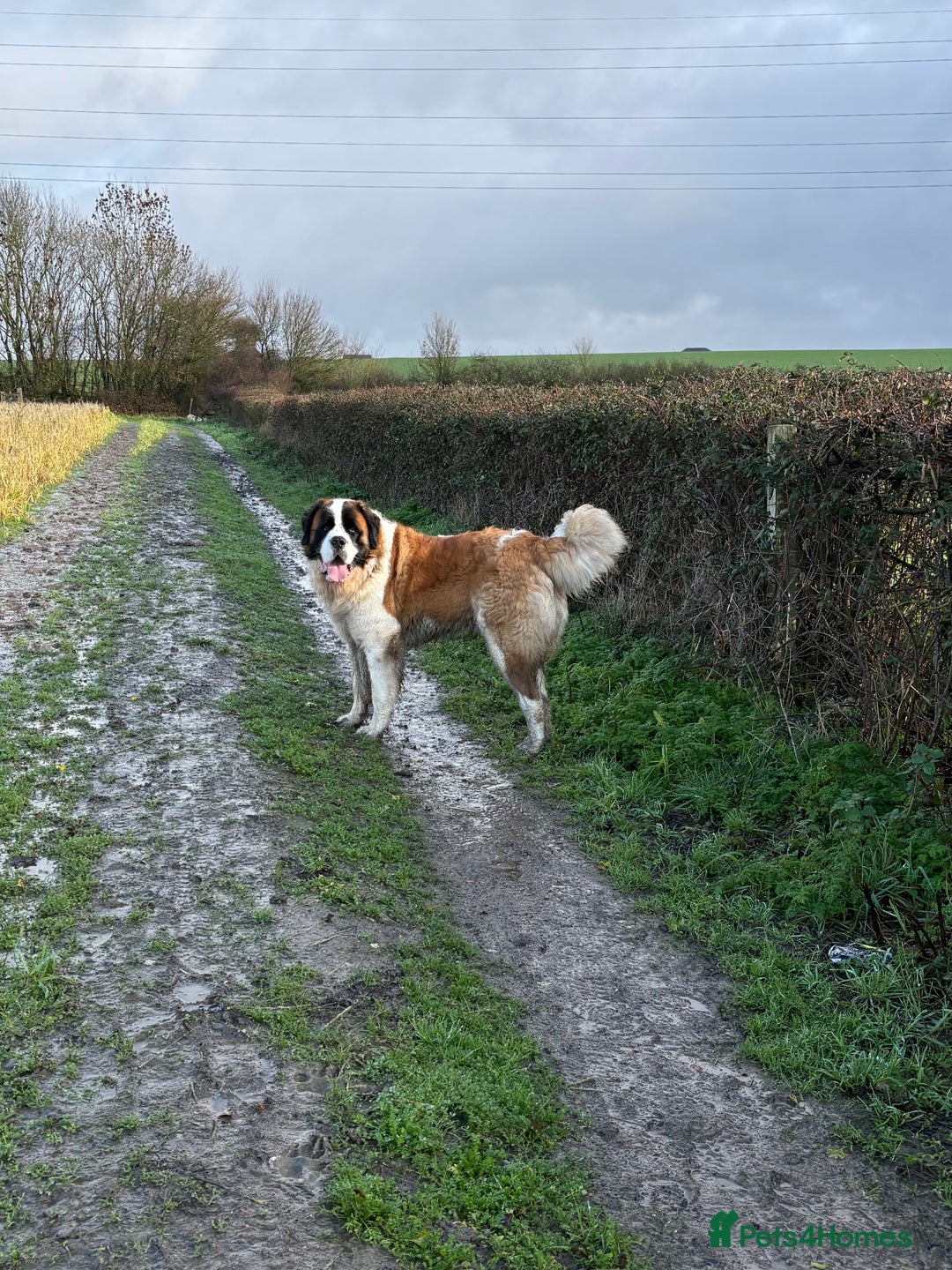 Saint Bernard dogs for sale: Stunning Saint Bernard puppies!  - Advert 6