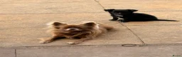 Chihuahua dogs for sale: Long hair chihuahua  in Stourbridge - Advert 5