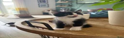 British Shorthair cats for sale: 2 different litters  - Advert 9