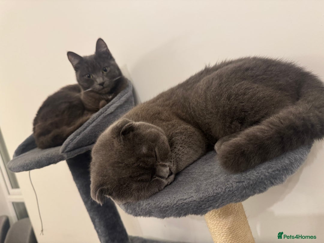 Scottish Fold cats for sale: Beautiful Grey Scottish Fold & Straight Kittens - Image 10