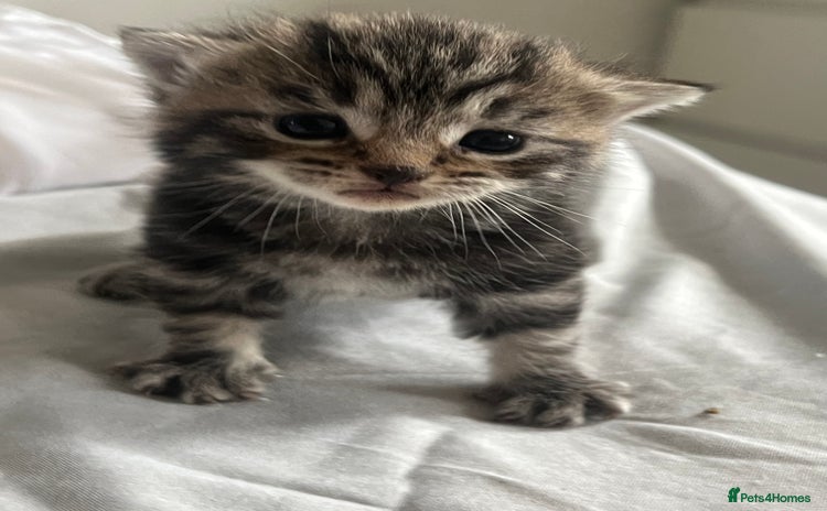 Mixed Breed cats - Advert 6