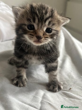 Mixed Breed cats - Advert 4