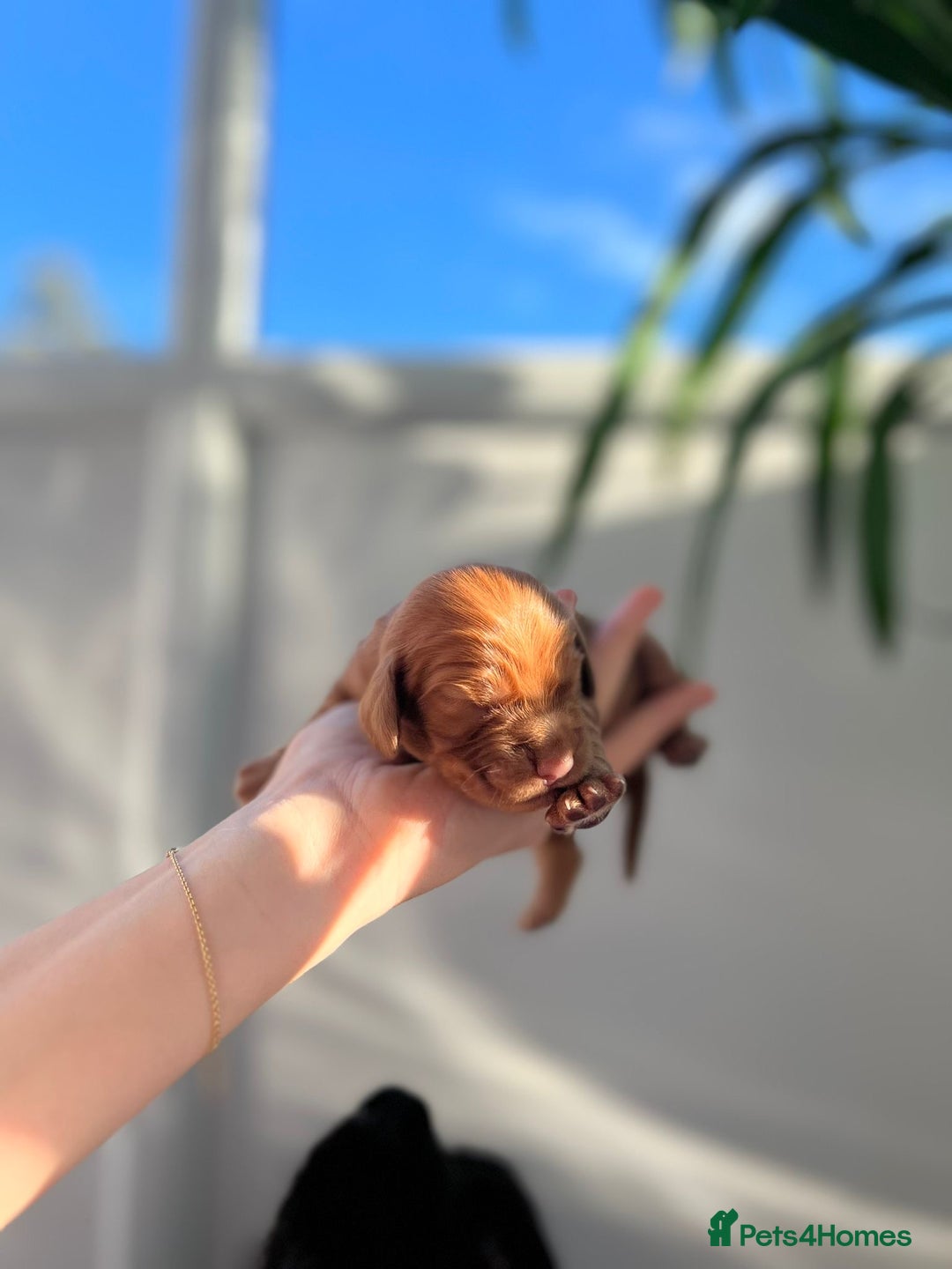 Cocker Spaniel dogs for sale: Show Type Cocker Spaniels. - Advert 12