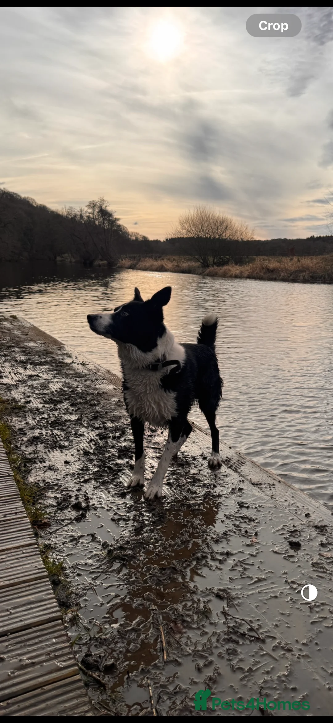 Border Collie dogs for stud: Proven Border Collie Stud | Strong Working Lines  - Advert 19