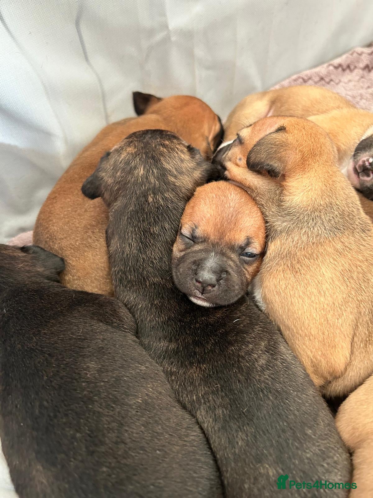 Staffordshire Bull Terrier dogs Staffordshire bull terriers  - Advert 1