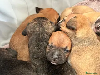 Staffordshire Bull Terrier dogs Staffordshire bull terriers - Advert 2