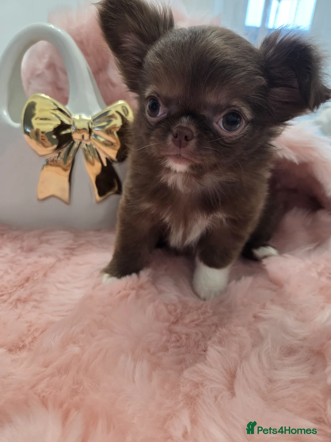Chihuahua dogs for sale: Quality Thai blood line puppys - Advert 12