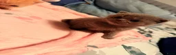 British Shorthair cats for sale: Beautiful British Shorthair Kittens-Rare colours - Advert 3