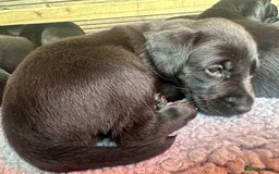 Labrador Retriever dogs for sale: Labrador Retriever Puppies - Image 6