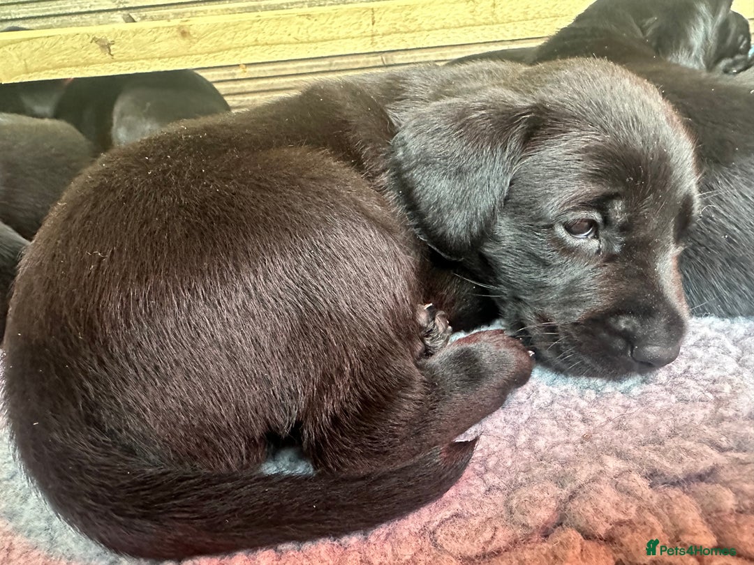 Labrador Retriever dogs for sale: Labrador Retriever Puppies - Image 6