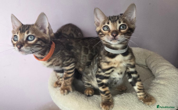 Bengal cats - Advert 13