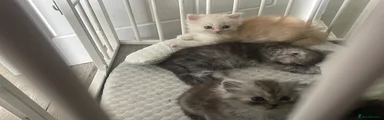 Persian 2 cream