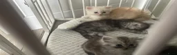Persian cats for sale: Chinchilla Persian mix - Advert 2