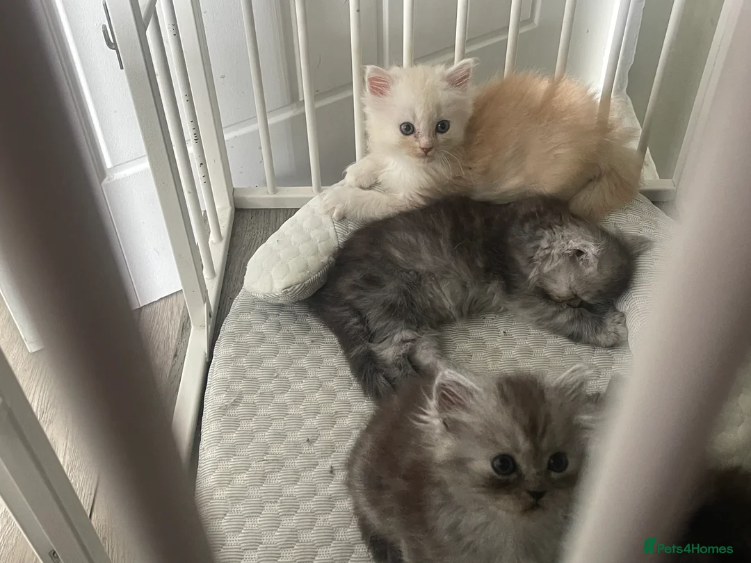 Persian cats for sale: Chinchilla Persian mix - Advert 2