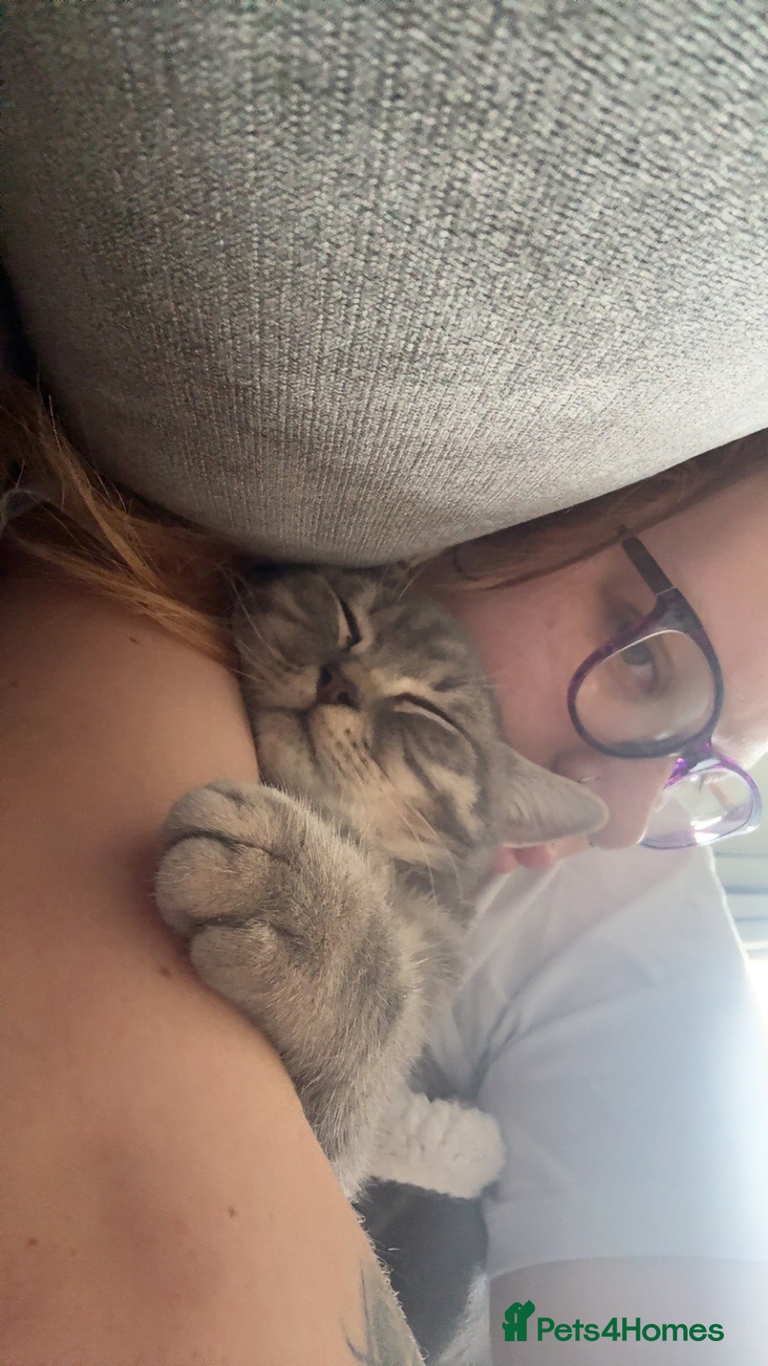 British Shorthair cats for sale: British shorthair boy  - Advert 8