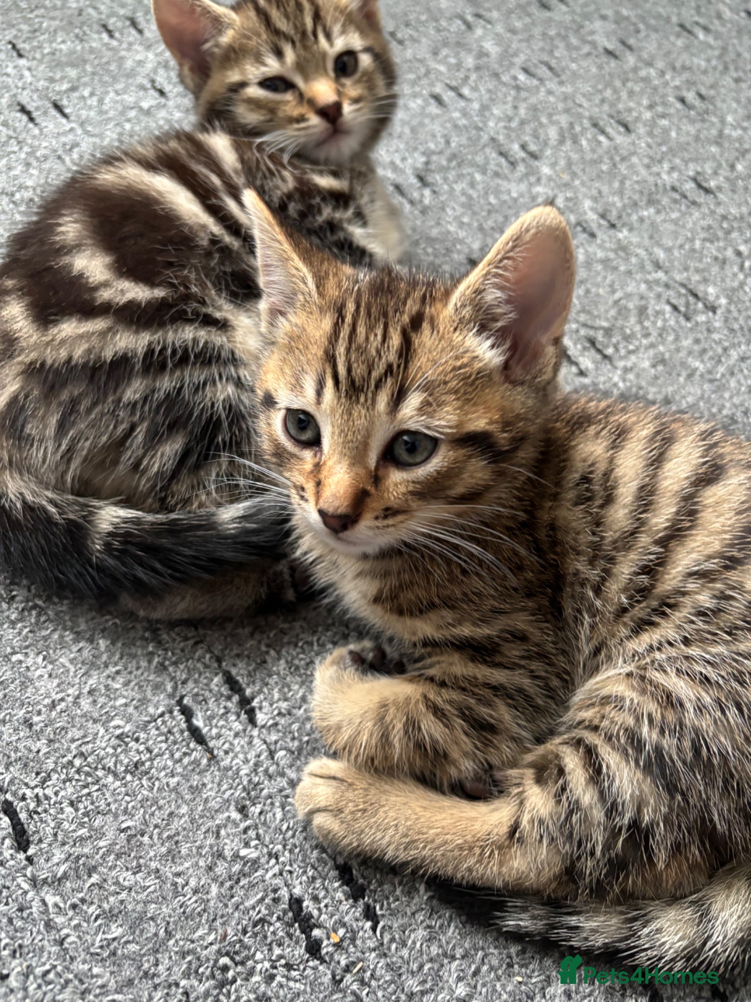 Mixed Breed cats Cute Kittens For Sale - Advert 9