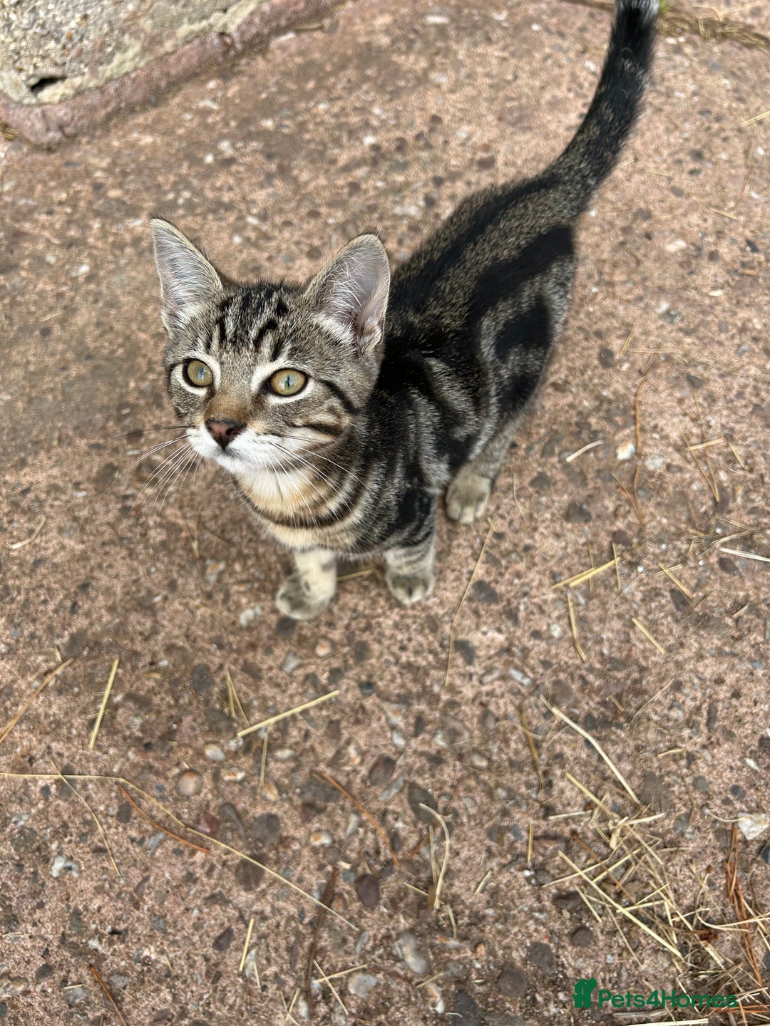 Mixed Breed cats for sale: Kittens for sale, ready now. £100 - Image 7