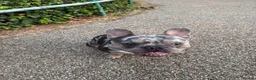 French Bulldog dogs for sale: Needs a new home asap  in Coulsdon - Advert 3