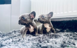 French Bulldog dogs for sale: French bulldogs - Image 22