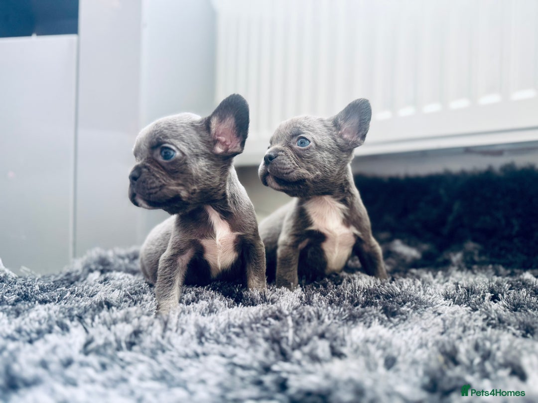 French Bulldog dogs for sale: French bulldogs - Image 22