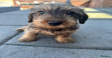 Miniature Dachshund dogs - Advert 8