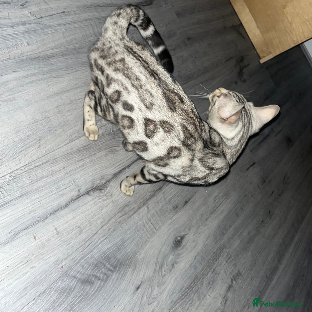 Bengal cats for sale: Pedigree Bengal Kitten 💙 - Advert 2