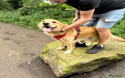 Golden Retriever dogs for stud: Proven Golden Retriever for Stud kC registered  in Doncaster - Image 4