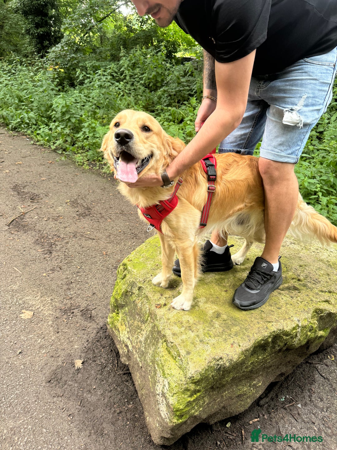 Golden Retriever dogs for stud: Proven Golden Retriever for Stud kC registered  in Doncaster - Image 4
